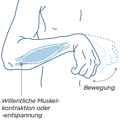 Uneingeschränkte Muskelkontraktion