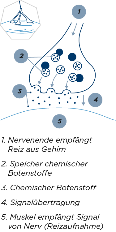 Signalübertragung Muskulatur